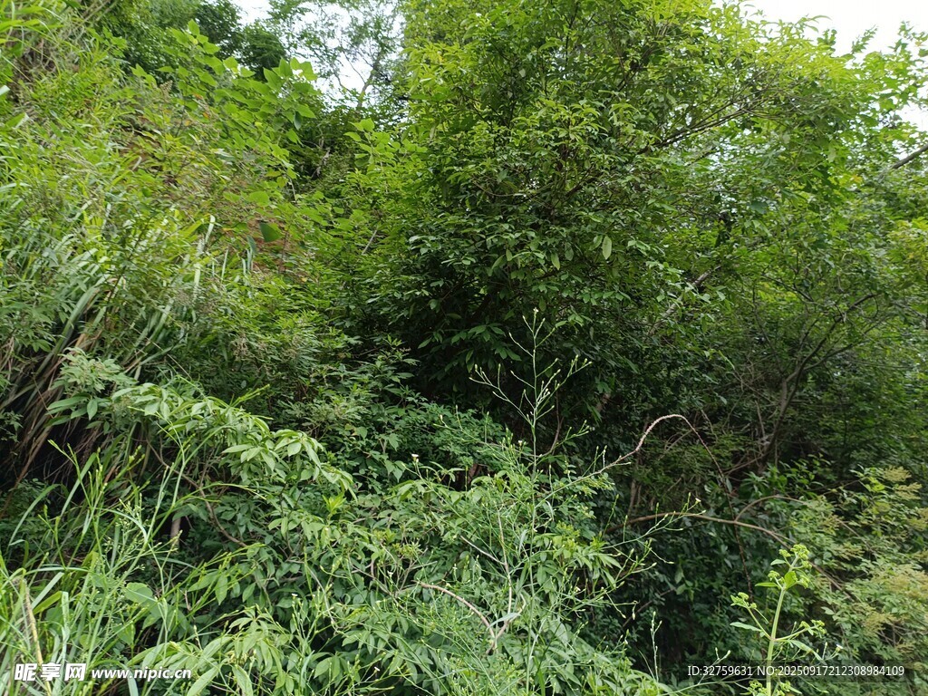 茂密叢林綠植景觀