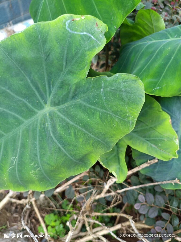 大葉片植物特寫