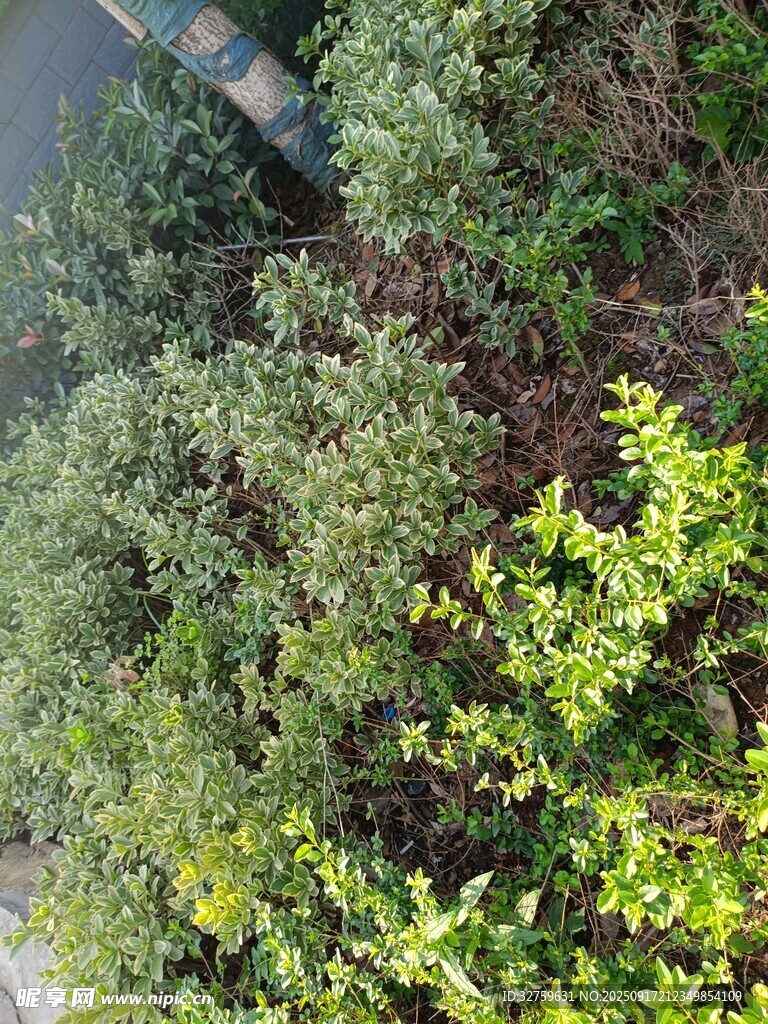 地面綠植景觀