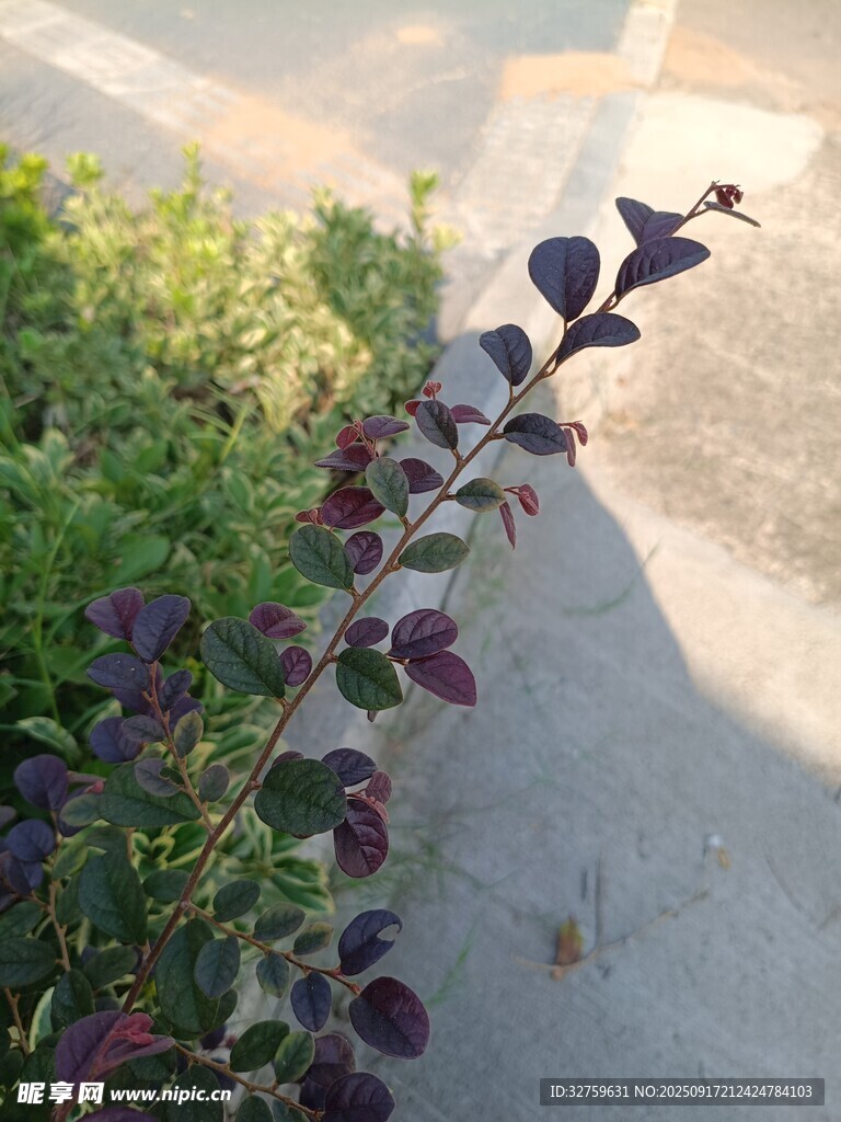 路邊紫葉植物特寫(xiě)
