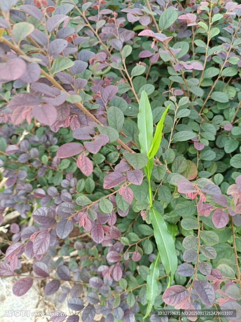 綠葉叢中一抹獨特的綠