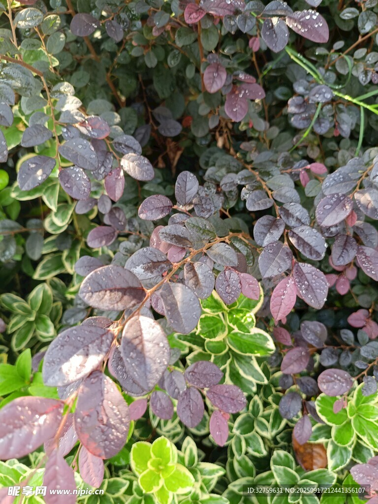 紫葉植物特寫