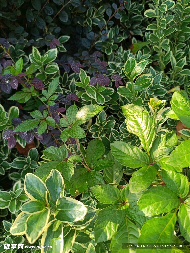 多彩斑斕的綠植景觀