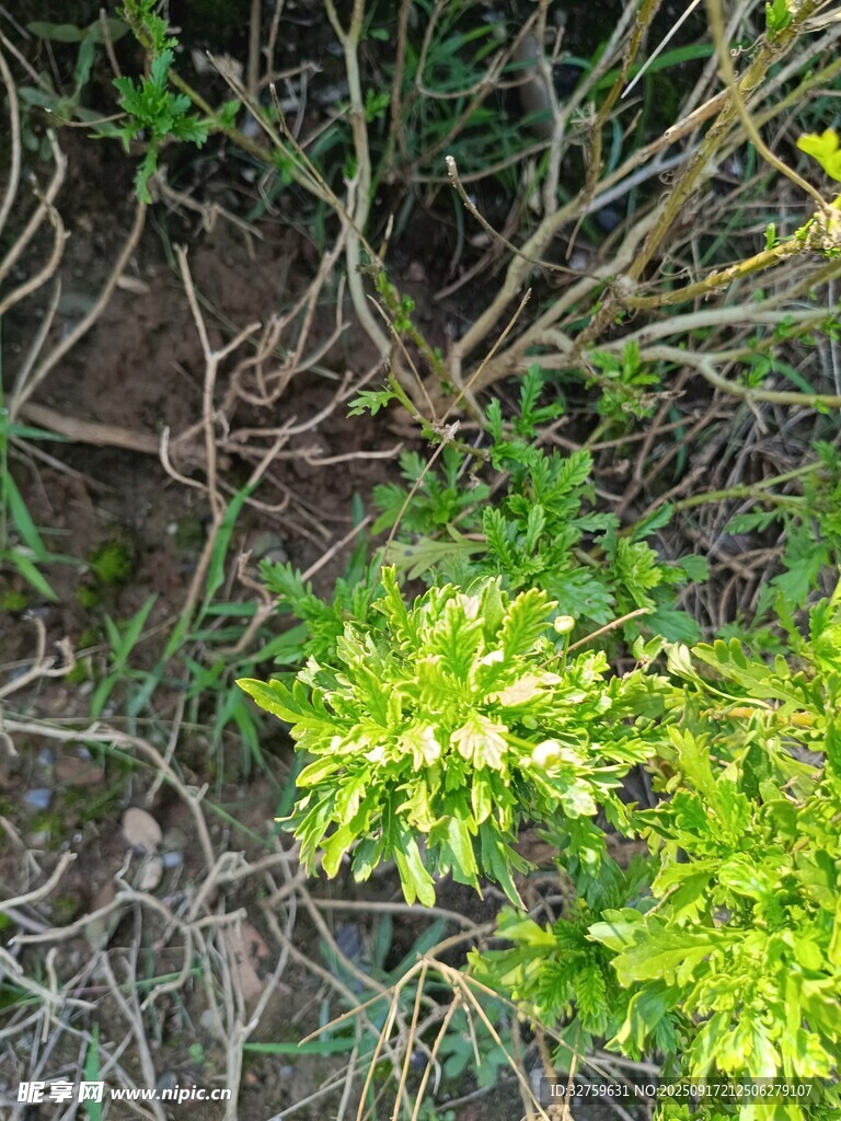 地面綠植與雜亂枝干景象