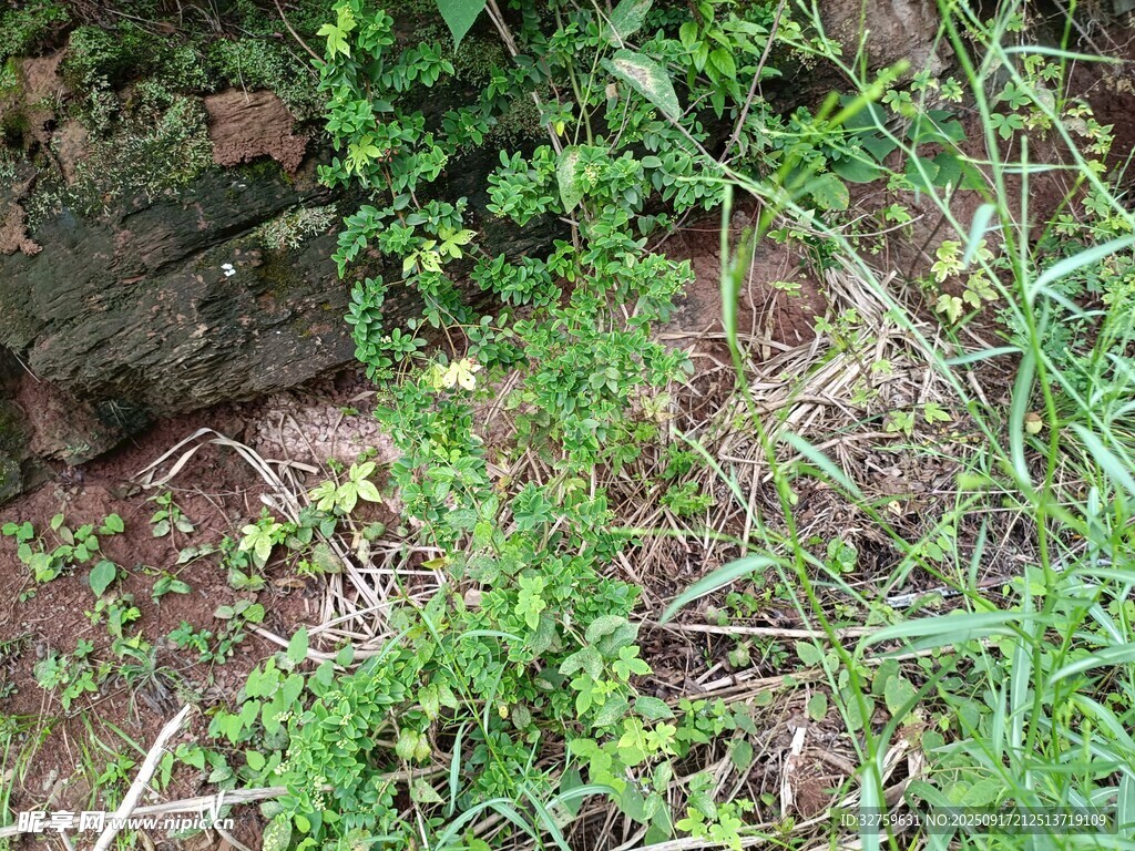 地面的綠色雜草與石塊