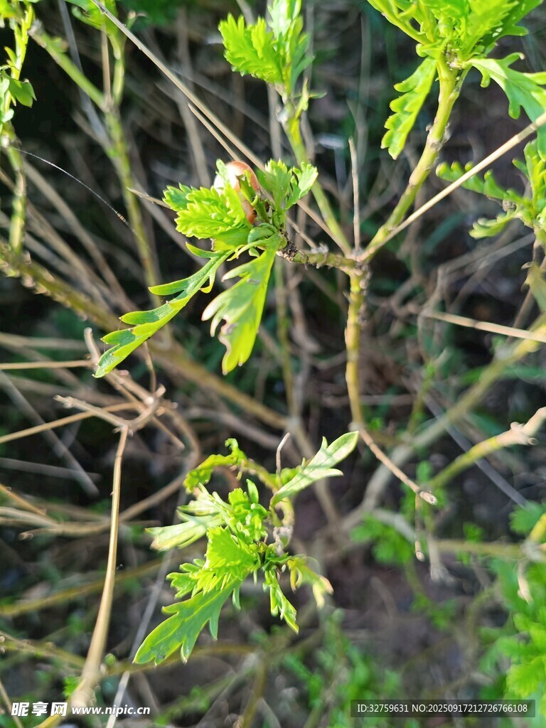 嫩綠枝芽展現(xiàn)生機(jī)