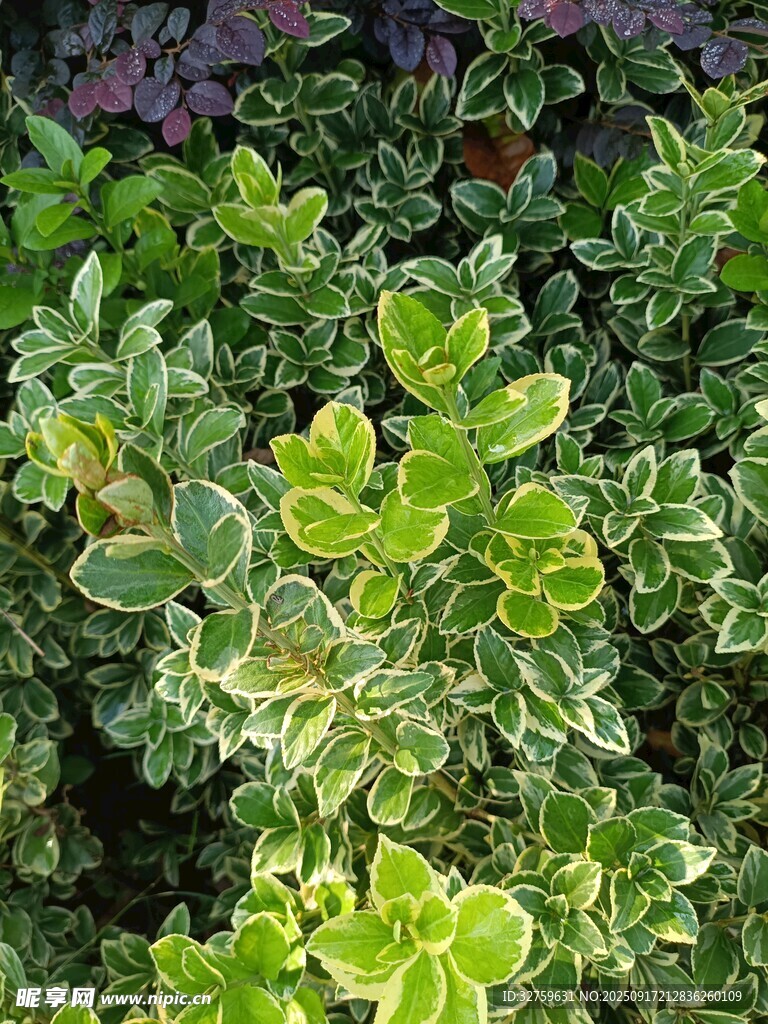 黃綠相間的多彩葉片植物