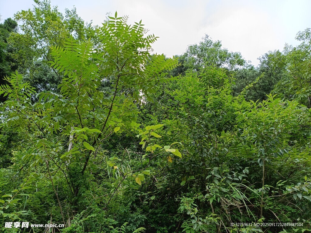 茂密綠意盎然的野外植被