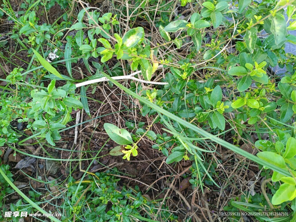 野外繁茂綠植與黃色小花