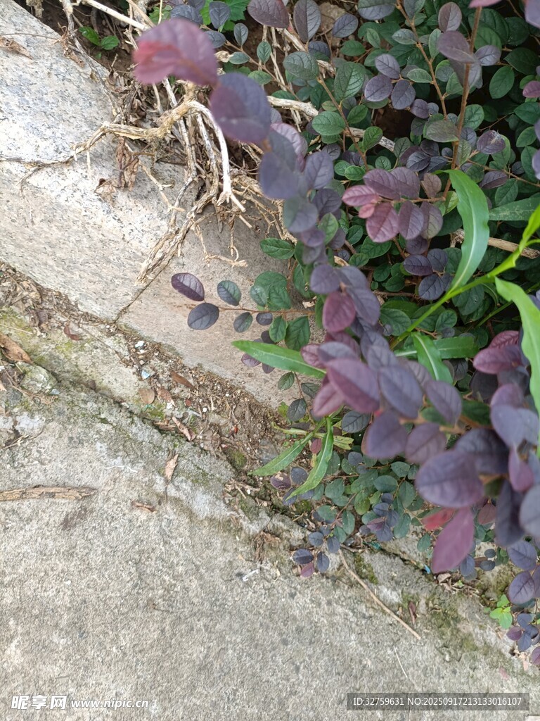 石縫間的多彩植物