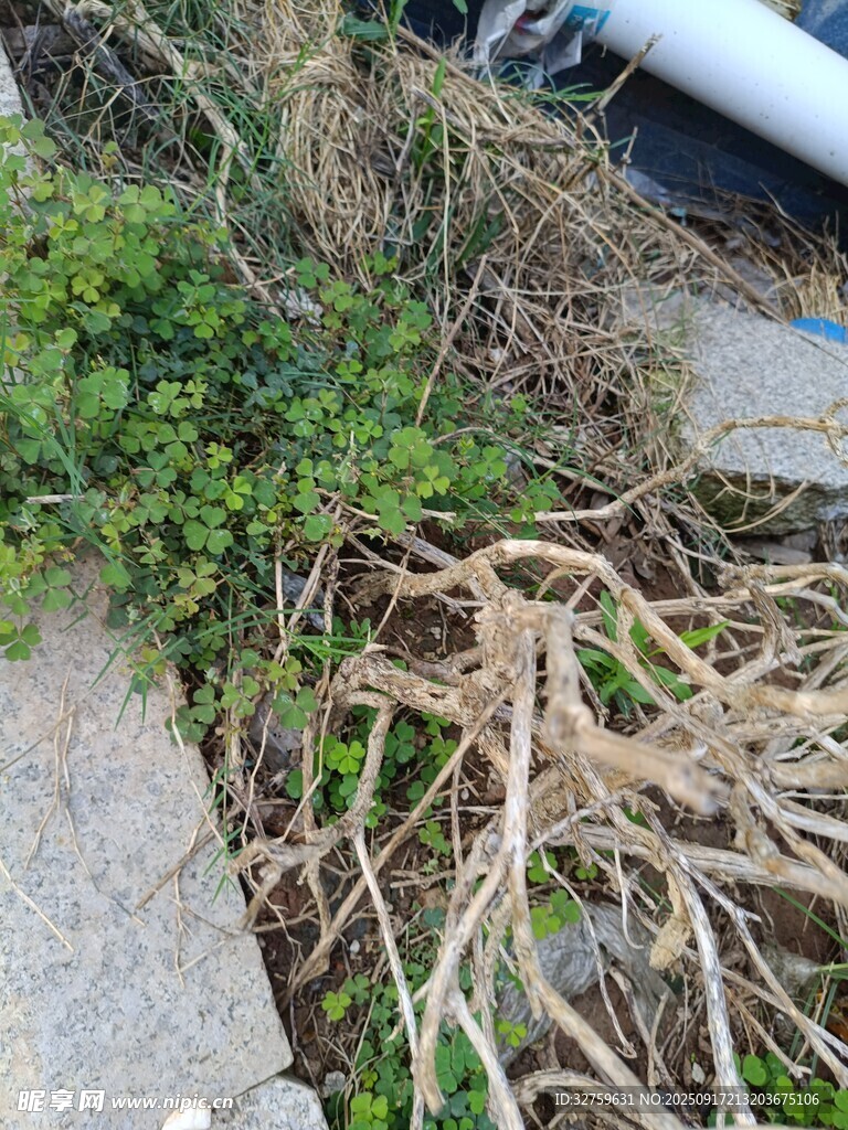 地面上雜亂的植物根系