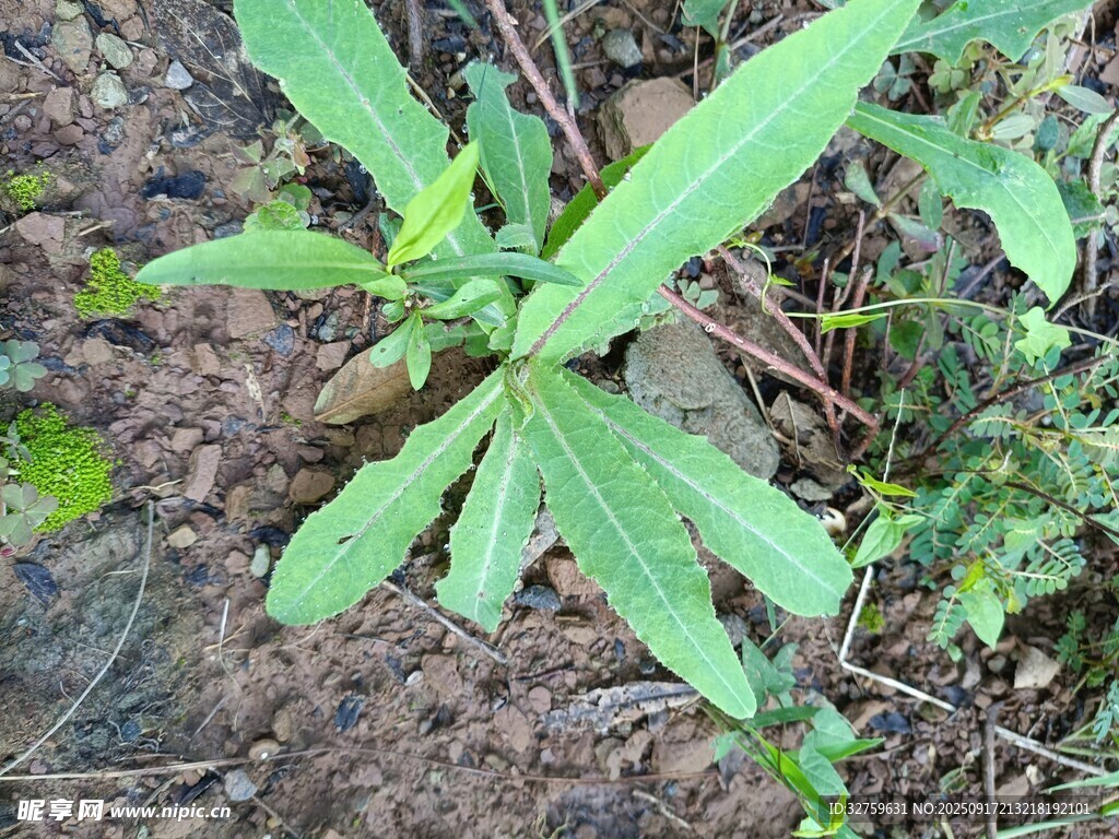 野外生長的綠色植物