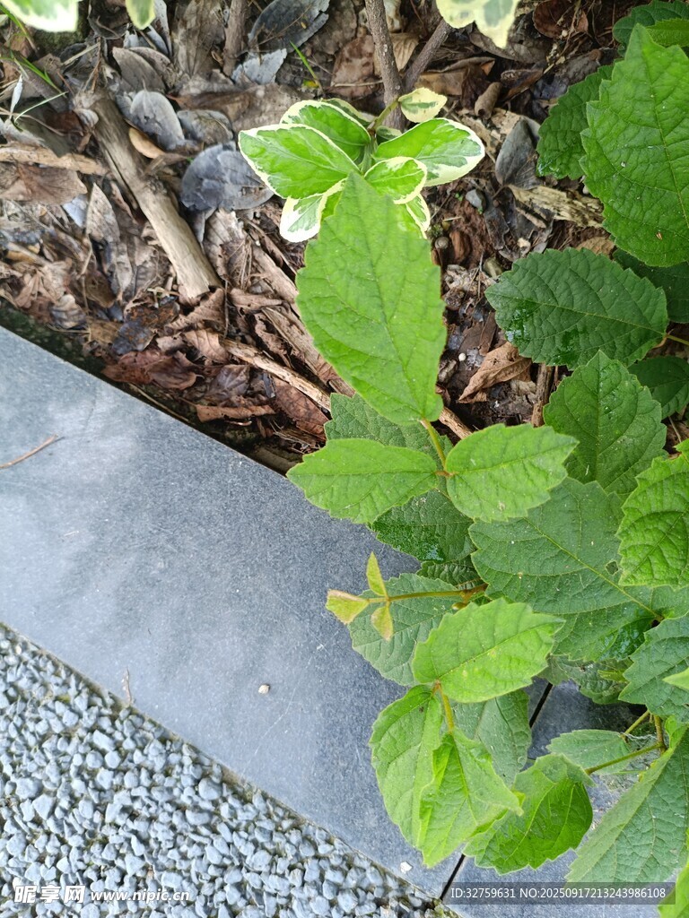 路邊綠植與碎石景觀