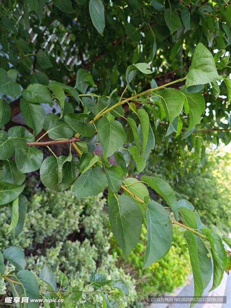 綠葉間的植物枝條