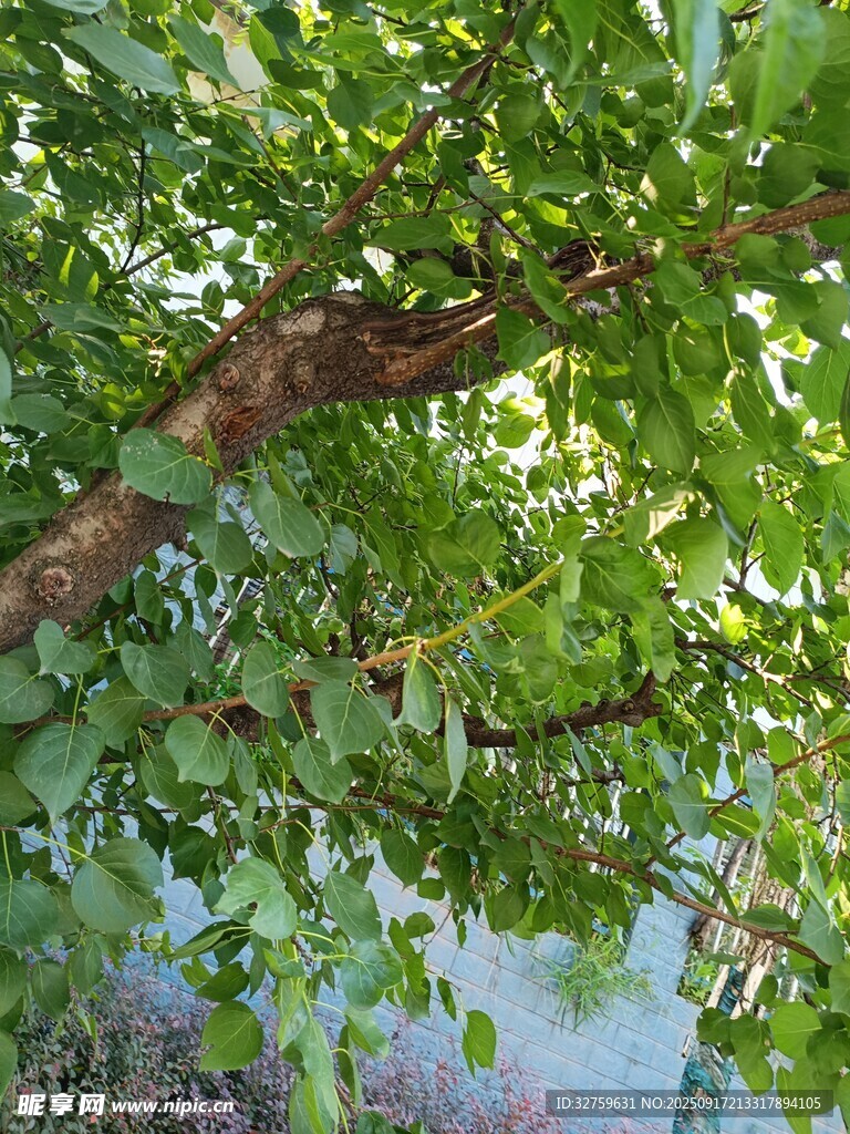 繁茂樹枝下的綠意景致