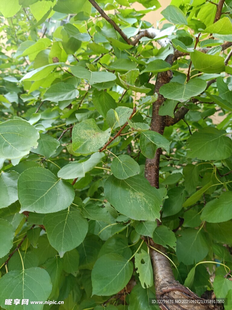 綠葉間的繁茂植物景象
