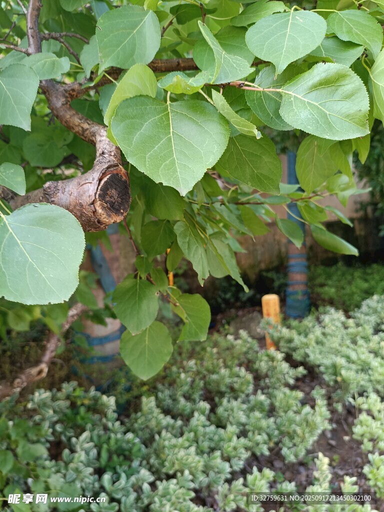 綠葉植物景觀