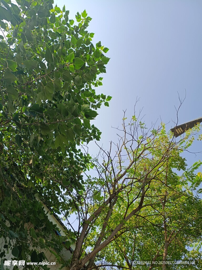 仰視綠樹藍天