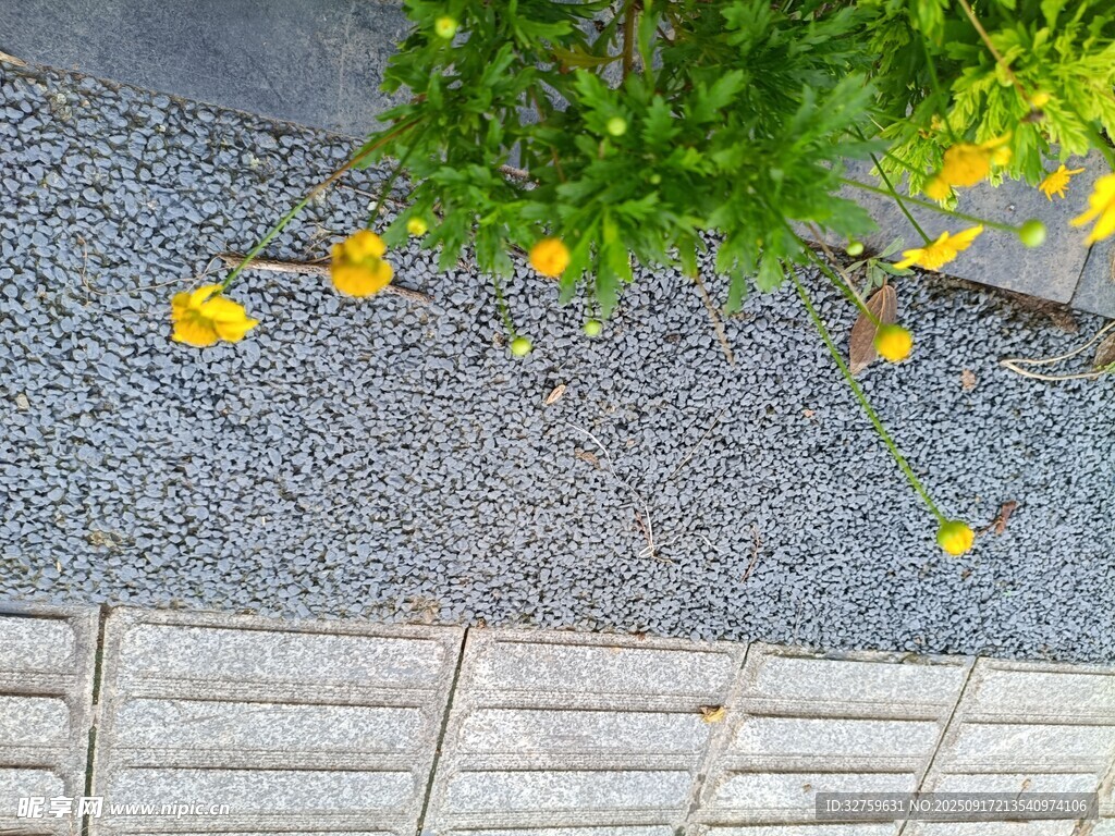 落花鋪地