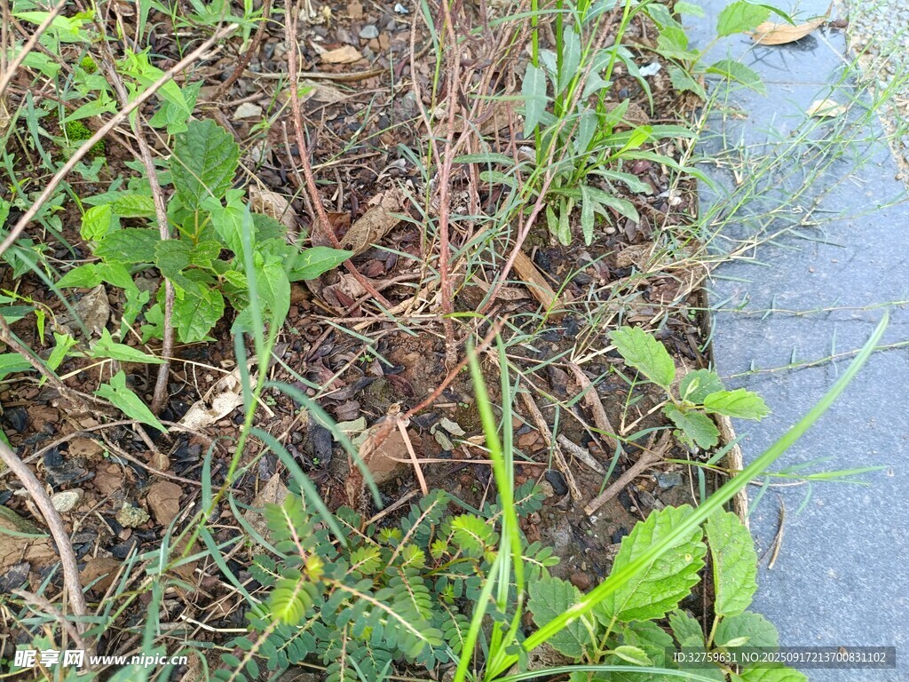 路邊繁茂的綠色植物
