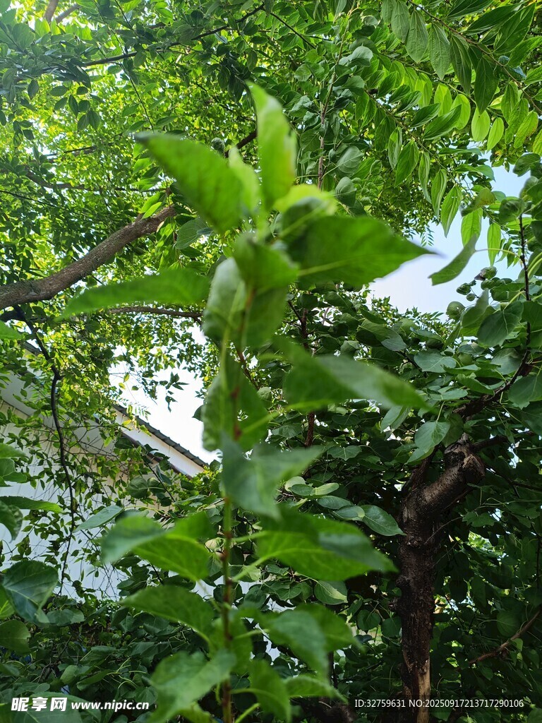 繁茂枝頭的翠綠植物