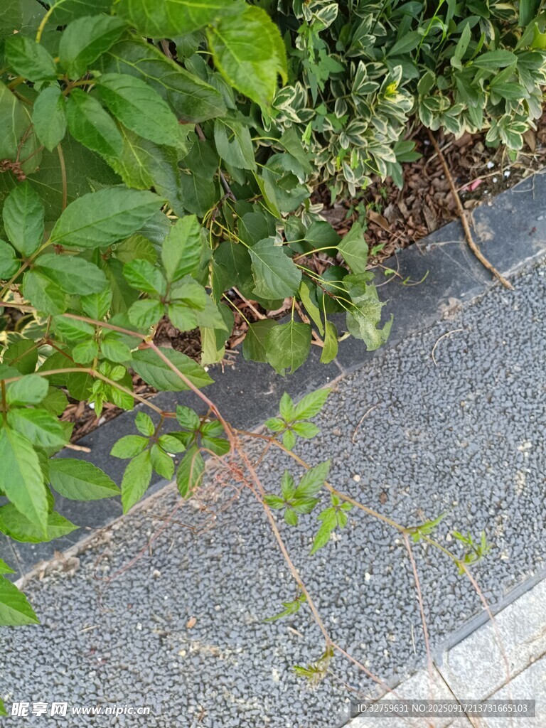 路邊生長的嫩綠藤蔓植物