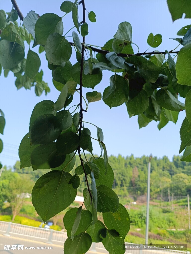 枝頭綠葉映襯藍(lán)天風(fēng)景