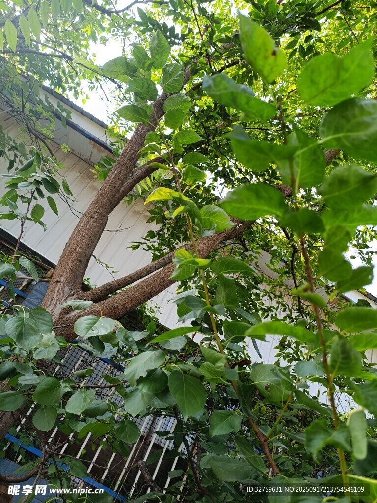 綠葉掩映下的房屋一角
