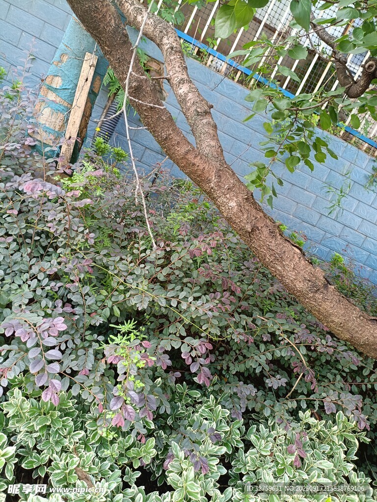 傾斜樹干旁的繁茂綠植