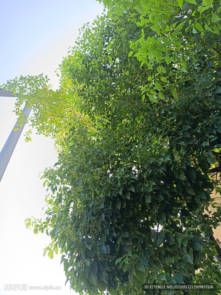 陽(yáng)光下繁茂的綠樹