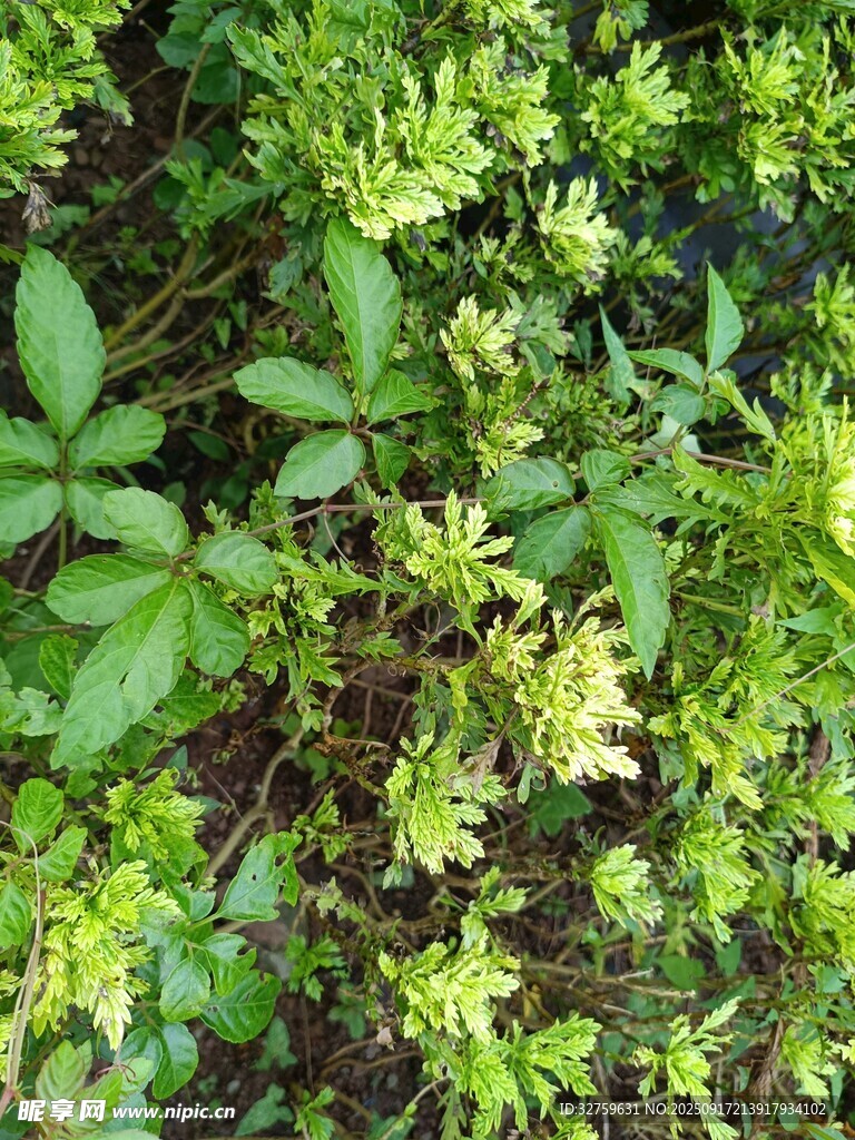 翠綠繁茂的綠植景觀