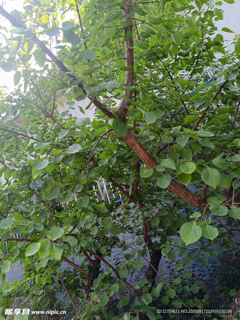 綠葉繁茂的樹木