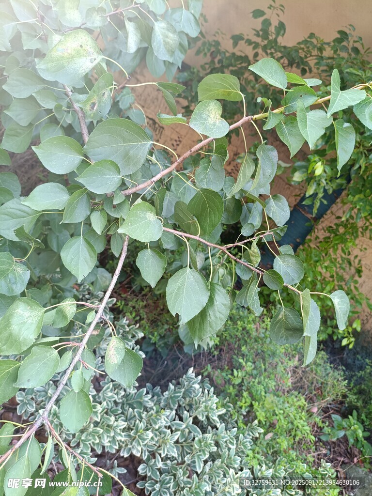 綠葉繁茂的植物枝條