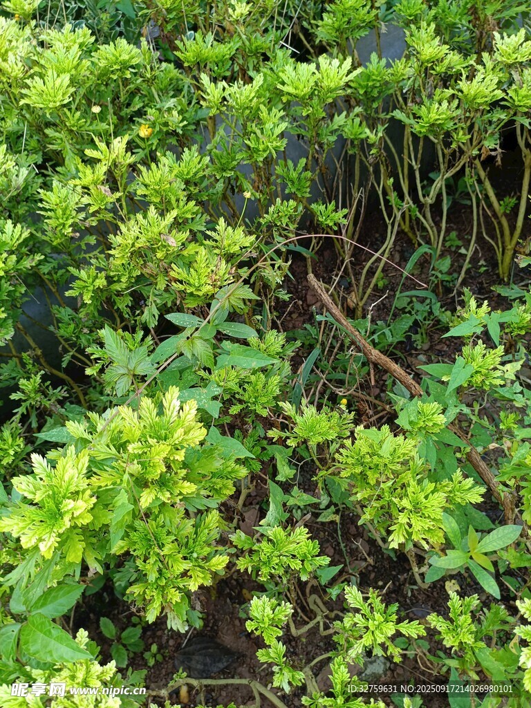翠綠繁茂的綠植景觀