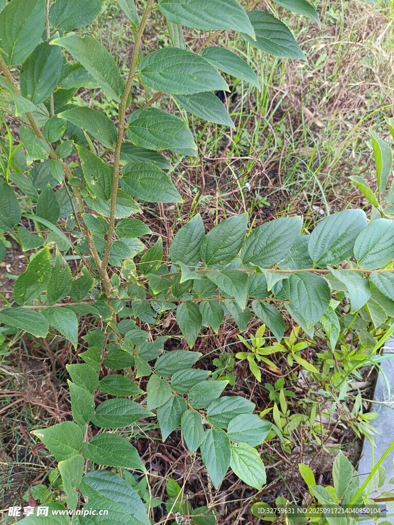 野外綠植特寫