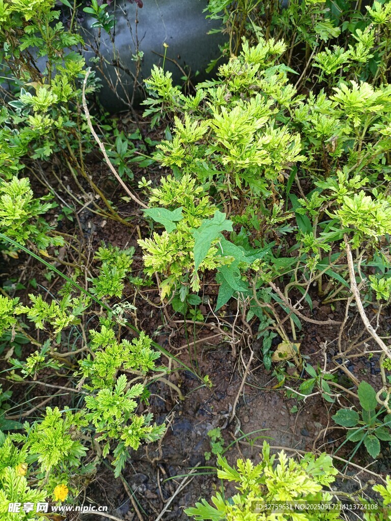 地面綠植景觀
