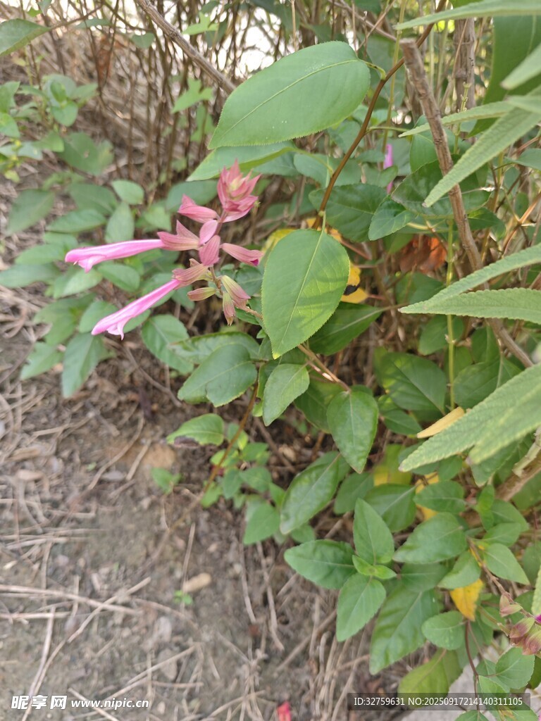 粉色花卉與綠葉植物景觀
