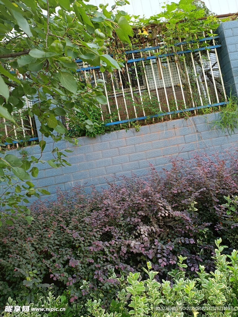 庭院綠植景觀