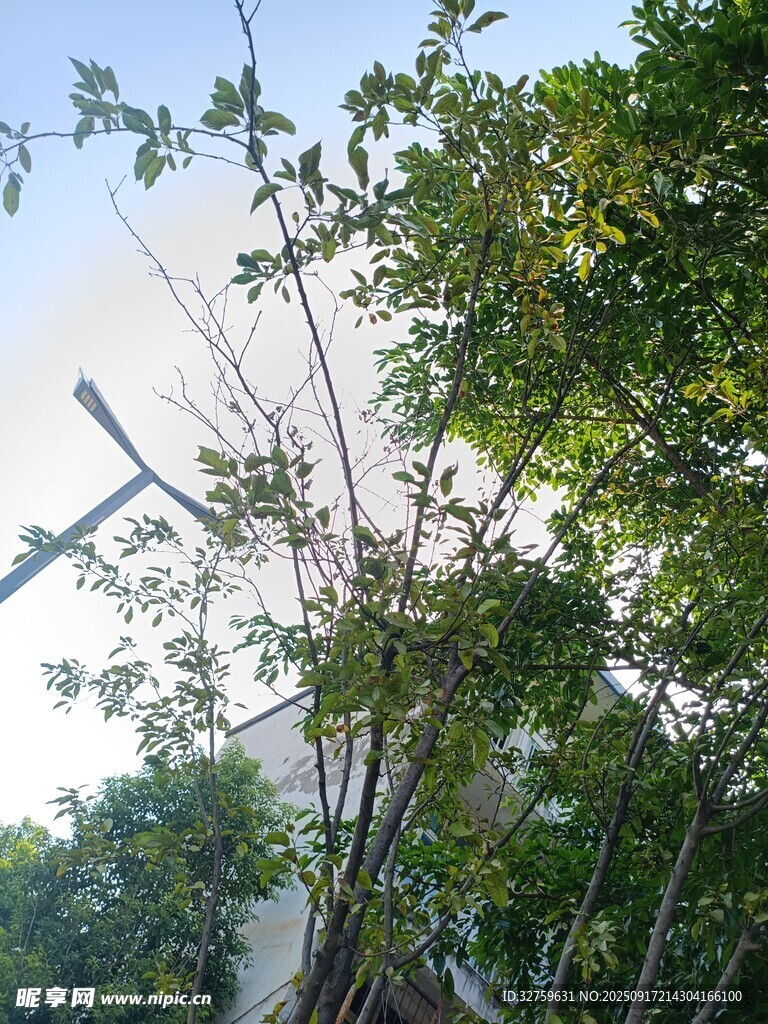 陽(yáng)光下的繁茂樹(shù)木