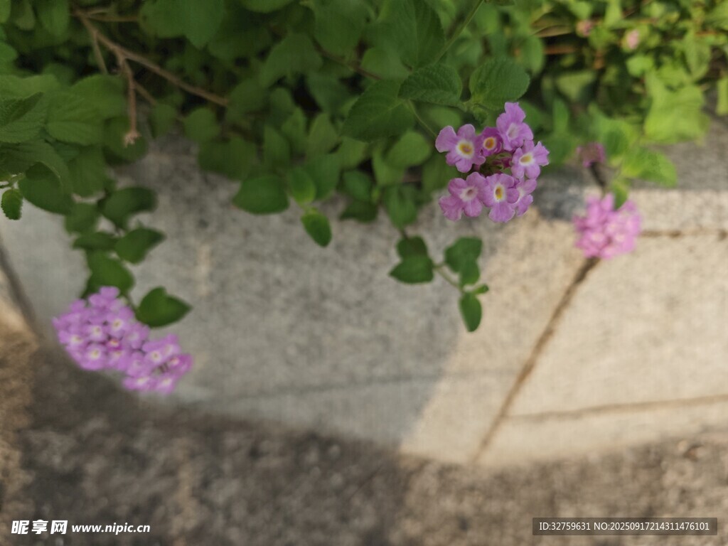 石邊綻放的紫色小花