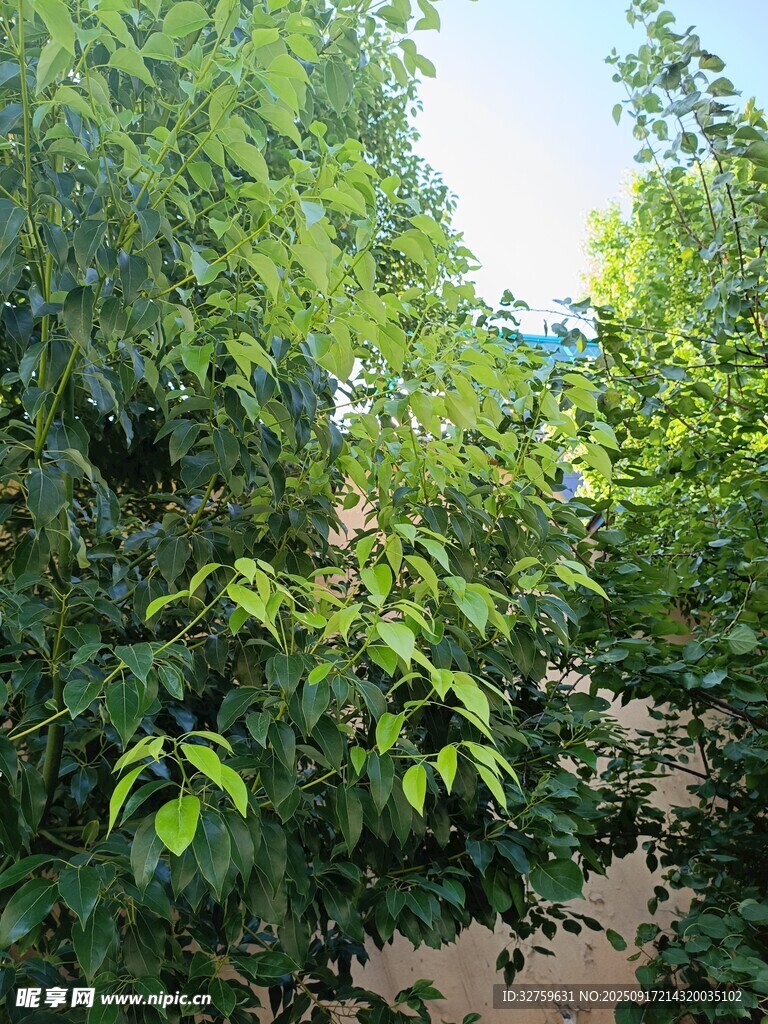 綠意盎然的繁茂樹林