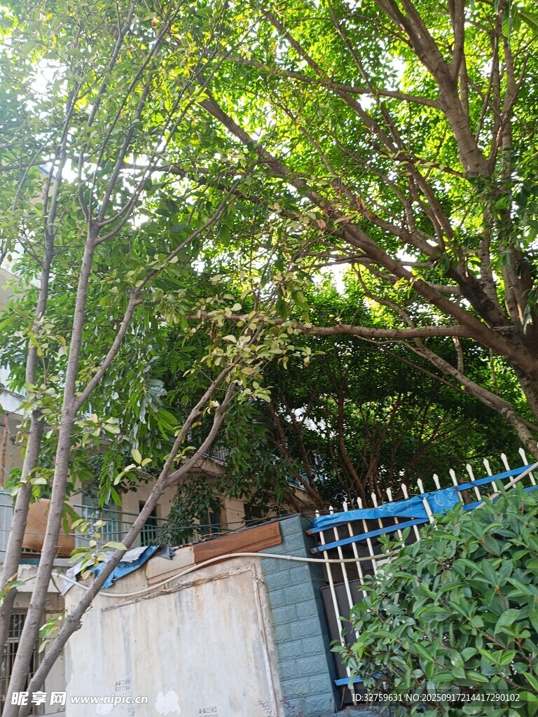 庭院綠樹與藍(lán)色圍欄景致