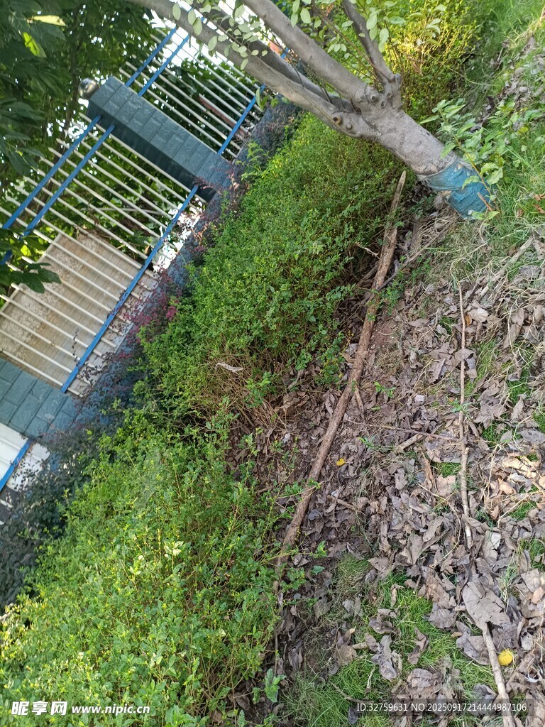 戶外綠植旁的線纜場景