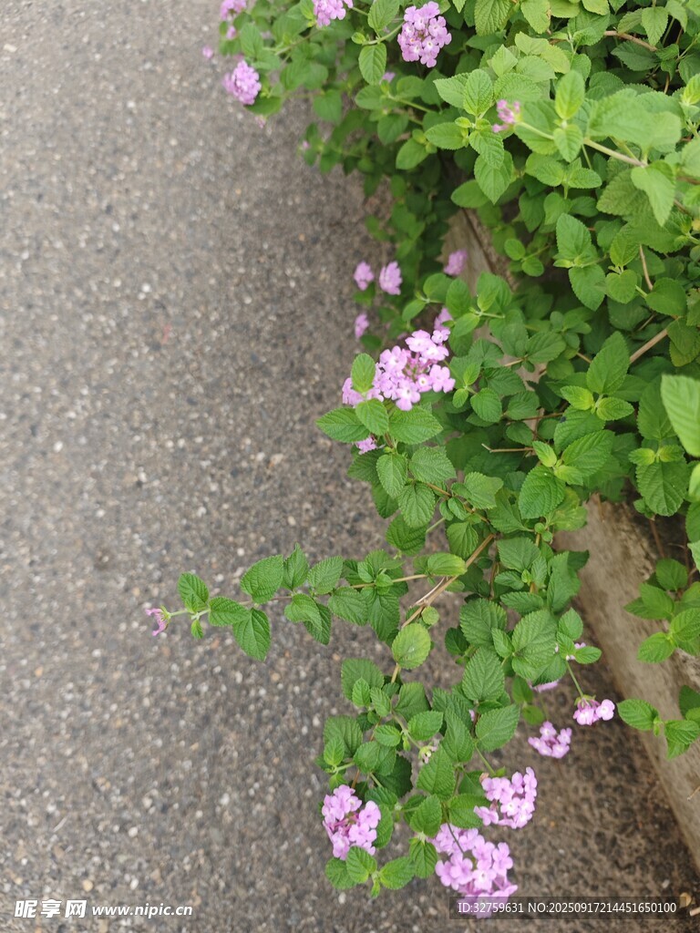 路邊綻放的粉色小花