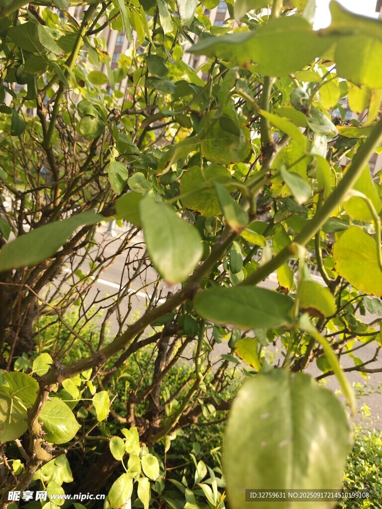 綠葉繁茂的植物景象