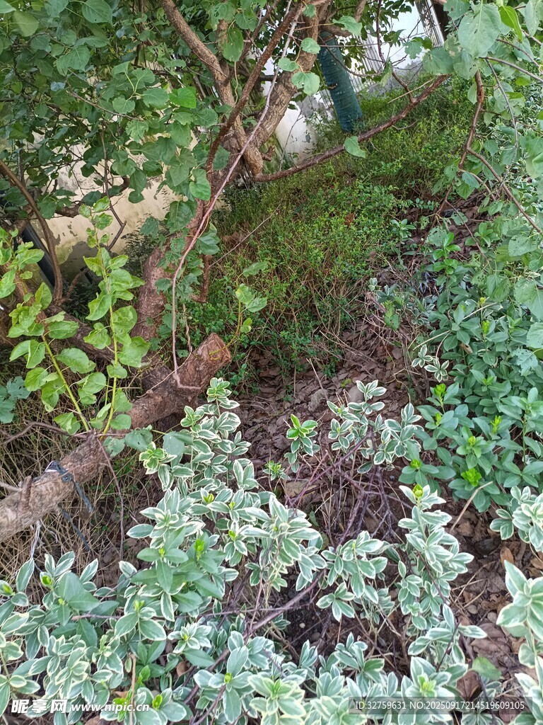 林間繁茂綠植景象