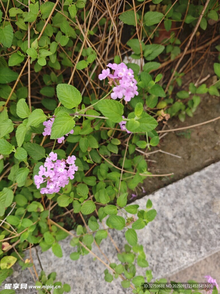 墻邊綻放的粉色小花