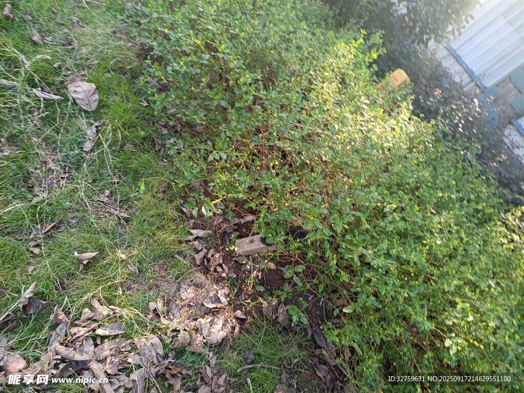 野外綠植景象