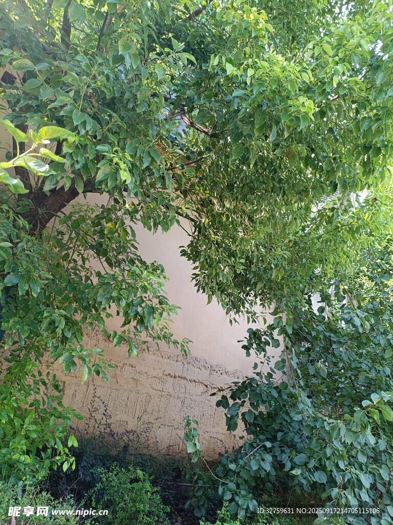 綠葉掩映下的墻面