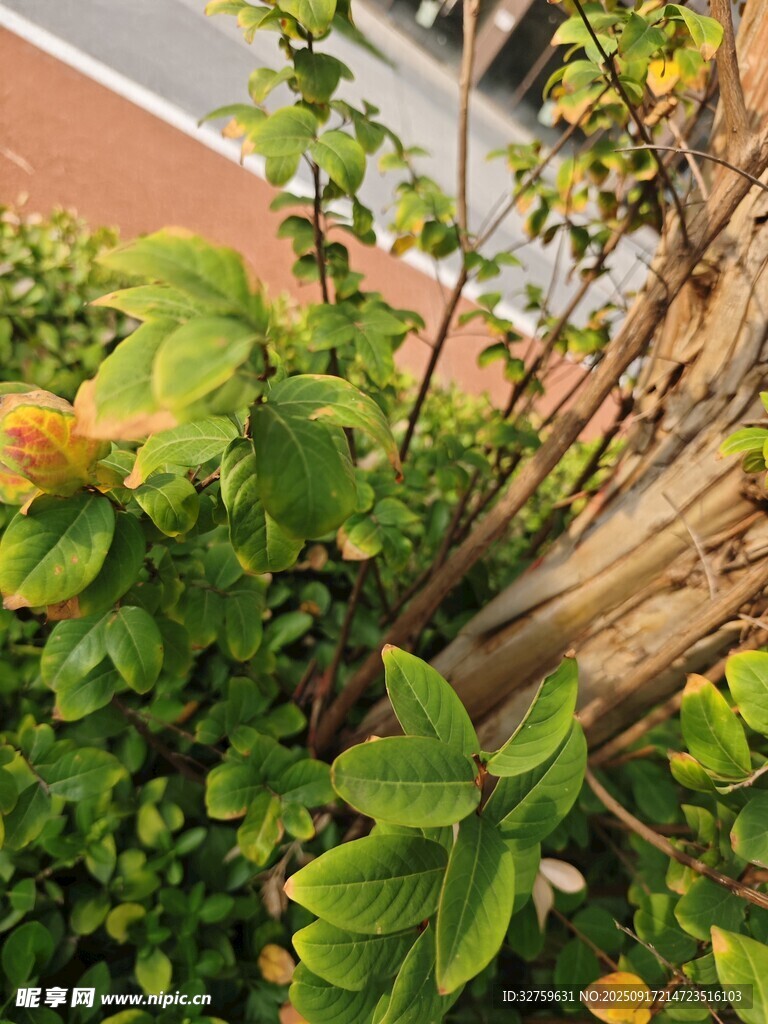 綠葉繁茂的綠植局部